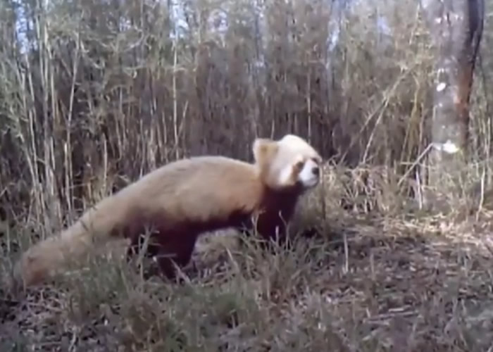 ȫ���״Σ��Ĵ���ɽ�����ô�綥������Ȼ����������Ұ���׻�С��è