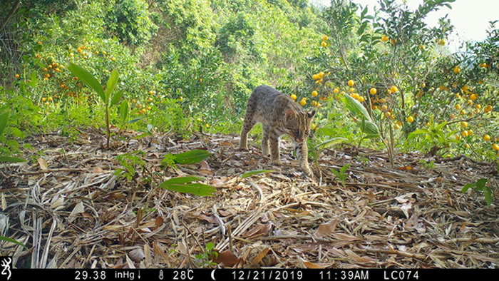 ̨��ʯ����δ��100������Ļ�����94.7%