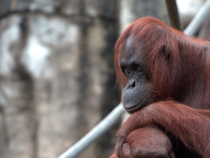 ΪͣѹɣBornean Orangutanռ䡣ͼƬԴb kCC BY-SA 2.0