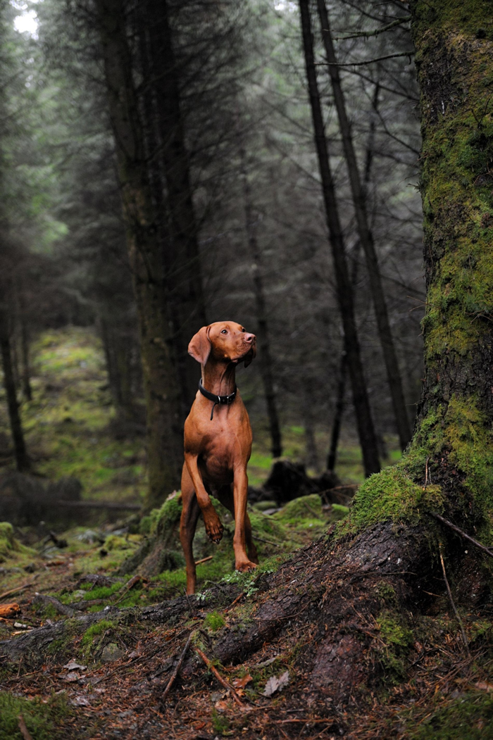 ���ո�������ɯ��Ů��ɭ�ֹ�԰��Queen Elizabeth Forest Park���м�ʽʮ���������ά����Ȯ��Hungarian Vizsla�����ڹ�ȥ��ά