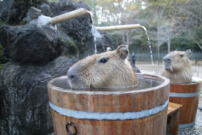 日本埼玉县儿童动物自然公园水豚泡温泉