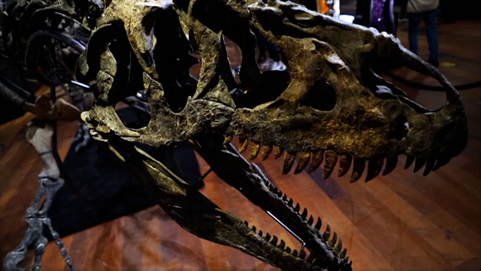 近乎完整的食肉恐龙“异特龙”化石在法国巴黎以300万欧元拍卖成交