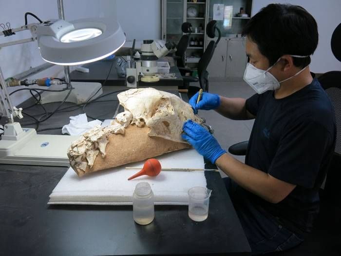 丁今朝正在对标本进行修理和加固处理