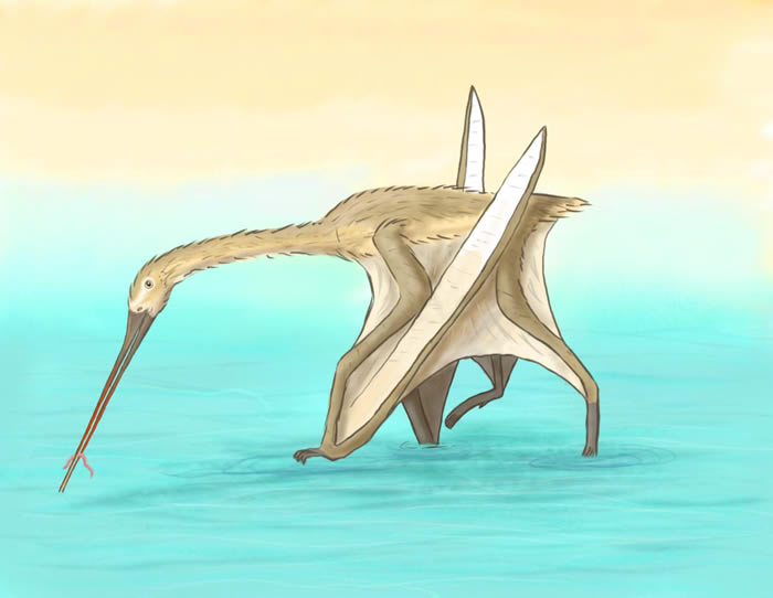 Ħ��緢�������ڰ��Ѽ����ڵ���Ʒ������Leptostomia begaaensis ���������qһ����ʳ