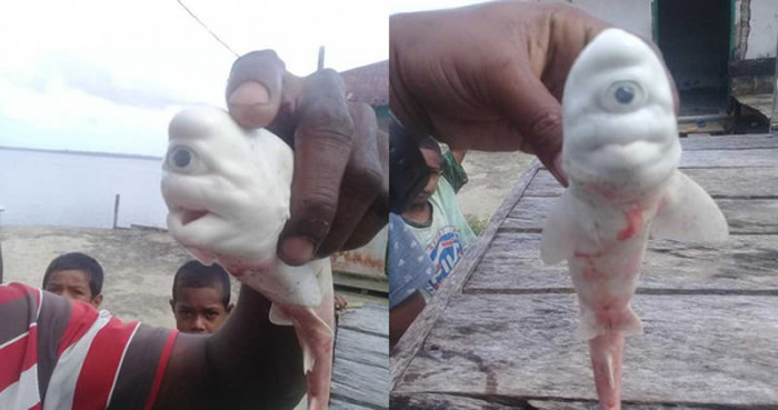 印尼渔民在马鲁古省沿海捕获一条母鲨鱼 剖腹后发现“独眼白鲨鱼”