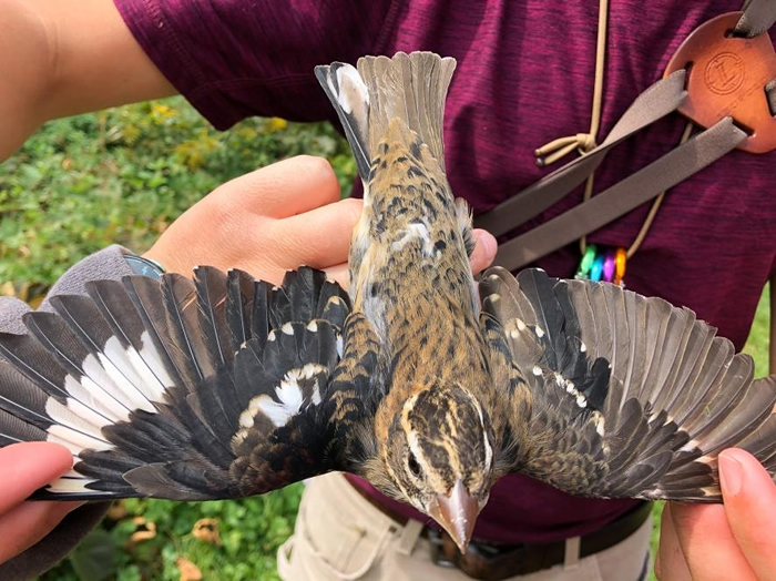 ��ֻ��������Ƚϳ�����ë��ɫҲ�Ƚ����������õ�ذ׳��ȸ������������������С����ɫΪ��ɫ���Ǵ�ȸ������������β����ɫҲ�Ƿֳ�����ġ� PHOTOGRAPH B