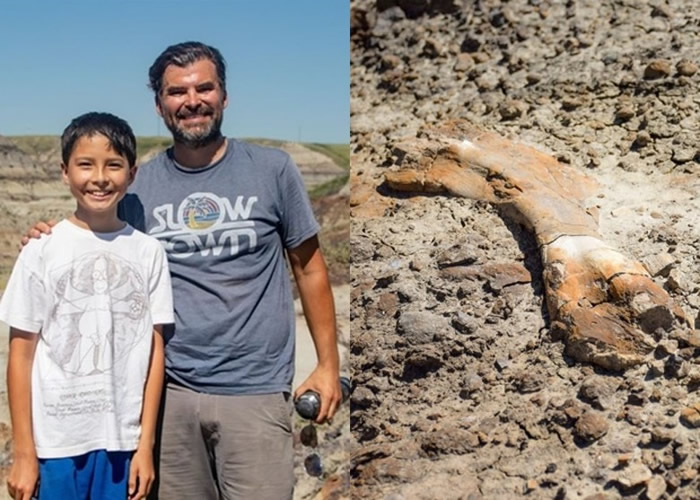 加拿大12岁男童在艾伯塔省登山期间发现6900万年前的鸭嘴龙化石