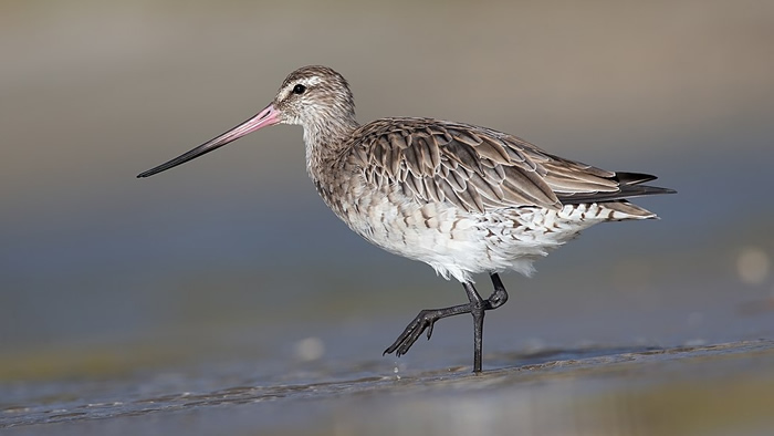 һֻ���԰�β��������12200���� �Ӱ���˹�ӷɵ����������ƺ��񵥴η��о����¼