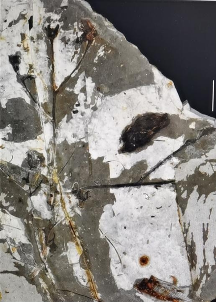 辽宁凌源大王丈子义县组地层中出产的被子植物化石——凌源变果