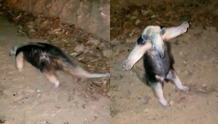 巴西伊普埃拉斯发生森林大火 受伤食蚁兽见到消防员“举手投降”