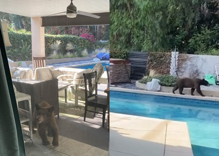 美国加州小熊闯民居后花园 拍门吓惊女主人