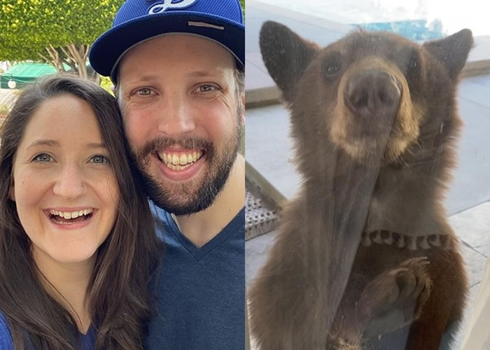 美国加州小熊闯民居后花园 拍门吓惊女主人