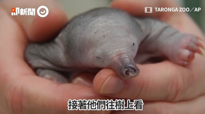 澳洲乌鸦喜鹊吵架 针鼹宝宝从树上滑落逃过被吃掉命运