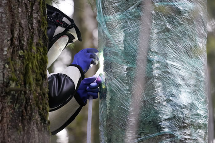 �׳ơ�ɱ�˷䡱�Ĵ�ͷ���������� �׸���Ѩ�ع�