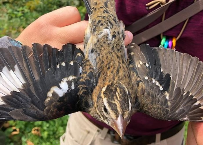 ������Ϧ�������ݷ�ĥ����Ȼ���������ֺ�������˫Ƕ�塰õ�ذװ߳�ȸ��