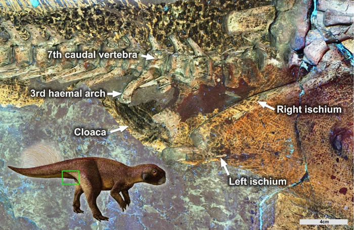 中国发现的鹦鹉嘴龙化石使得泄殖腔(排泄和交配的腔道)形状第一次清晰可见