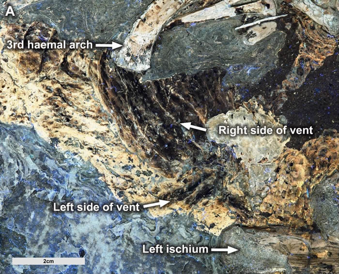 中国发现的鹦鹉嘴龙化石使得泄殖腔(排泄和交配的腔道)形状第一次清晰可见