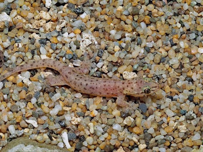 ̨���������ɽ����԰�������ּ�ϡ�еĽ�ֺ��