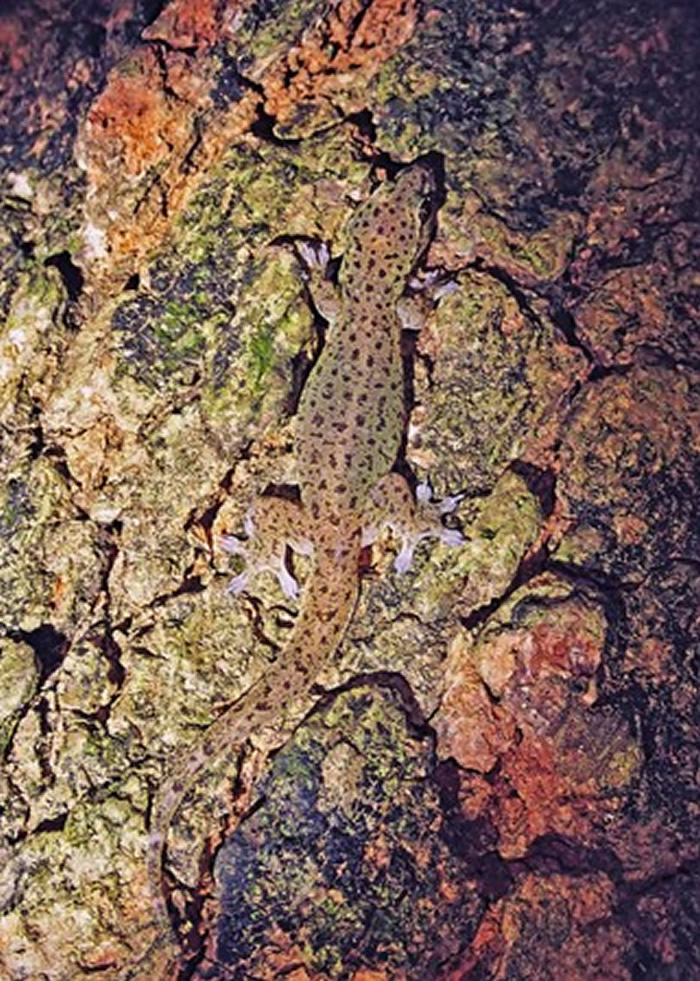 ̨���������ɽ����԰�������ּ�ϡ�еĽ�ֺ��