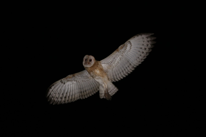 ���^����Ӱ������γ��