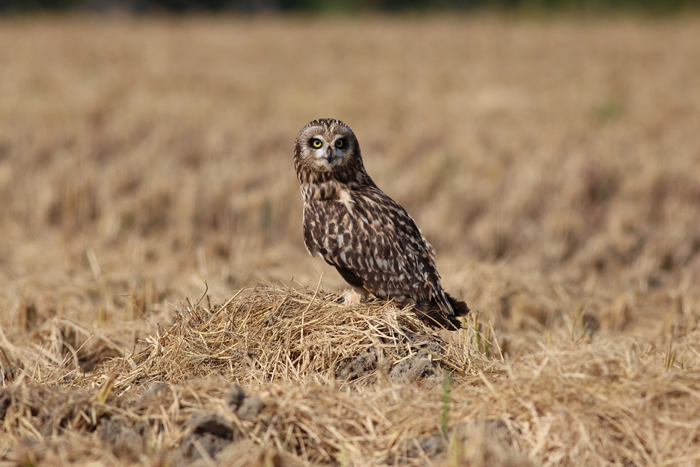 �̶��^����Ӱ������¡��