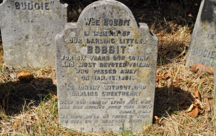 自从1896年第一座墓葬开始 人类与宠物的关系发生了巨大变化