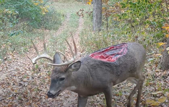 韩国电影《尸速列车》剧情成真?美国伊利诺州树林中出现一只“丧尸鹿”