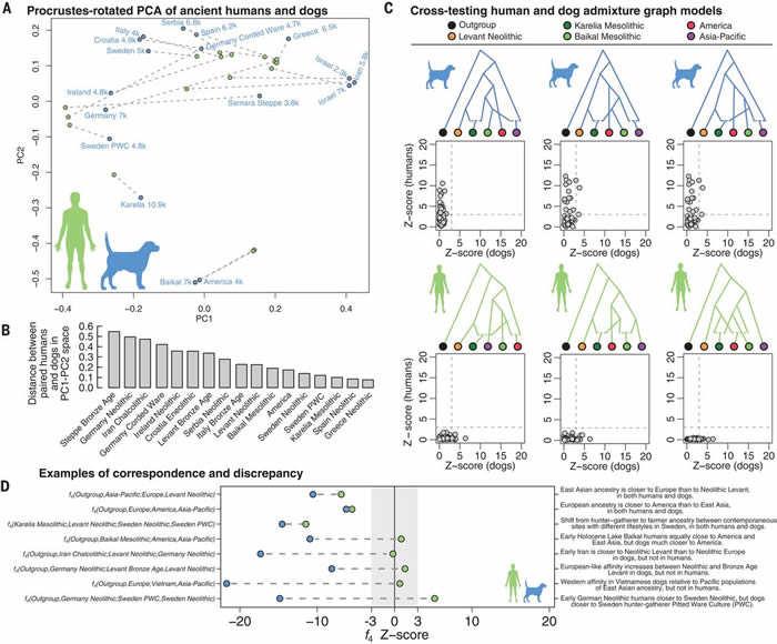 新研究揭示人类驯化狗的历史