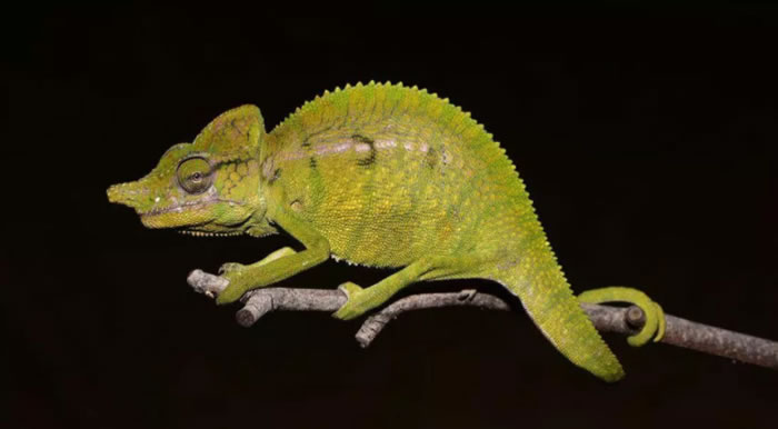 �����˹�ӷ���Voeltzkow��ɫ�� ���һ�μ���������1913��