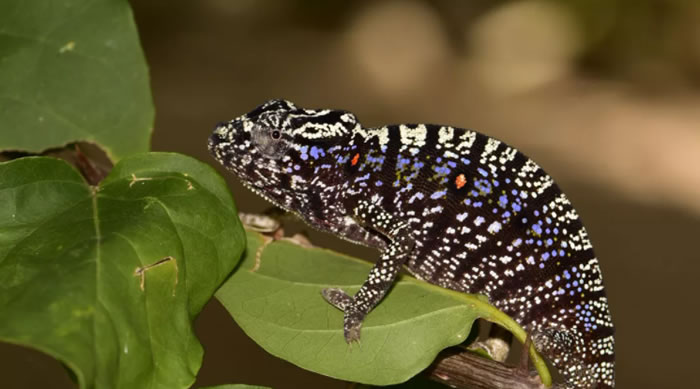 �����˹�ӷ���Voeltzkow��ɫ�� ���һ�μ���������1913��