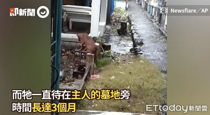 菲律宾忠犬待墓地3个月 雨中守护已逝主人
