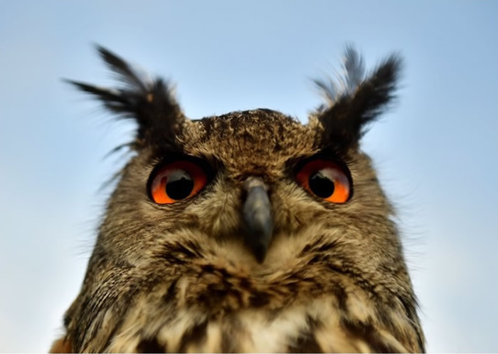 猫头鹰视网膜细胞中的DNA组成机制独特 增强夜间视力胜于其他鸟类