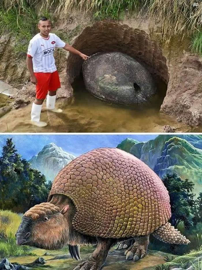 “铁甲战车”巨型犰狳——雕齿兽