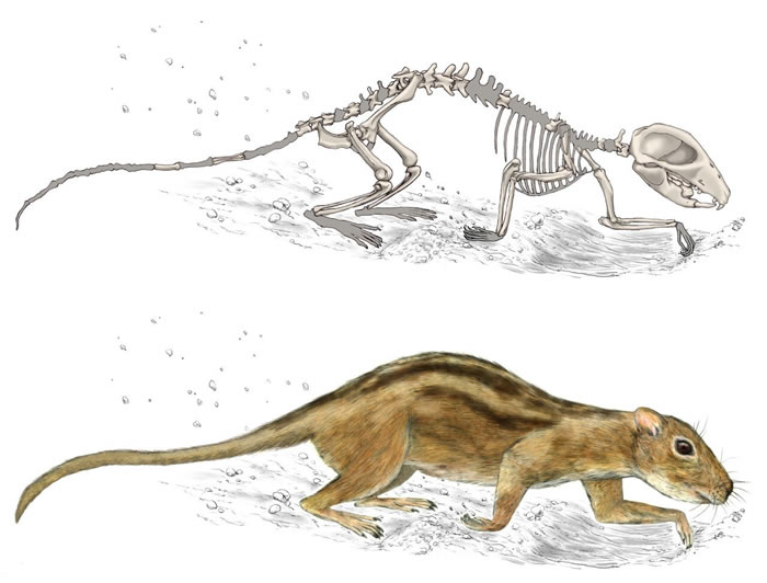 Filikomys primaevus复原图