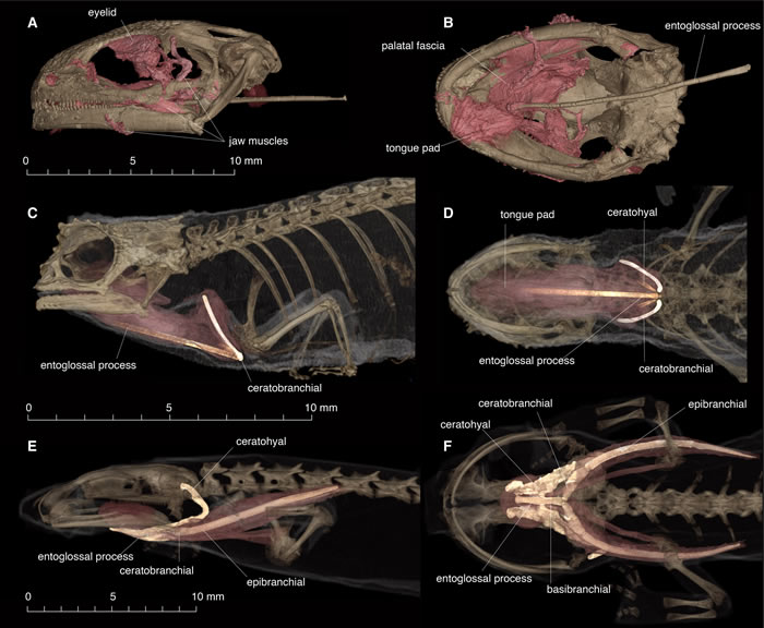 化石发现提示被当作古时的变色龙可能是阿尔班螈类两栖动物Yaksha perettii