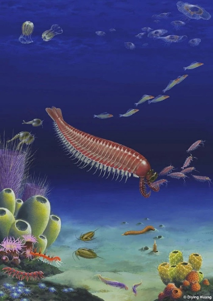 麒麟虾生态复原 (黄迪颖指导、孙捷绘图)