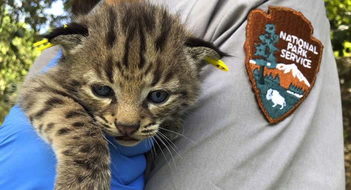 �¶�����Lonely Planet������������ͷ����ʨ������������������ɭ�ִ��������