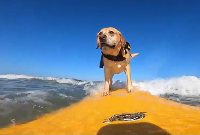 美国加利福尼亚州的拉布拉多Charlie热爱冲浪 威风八面