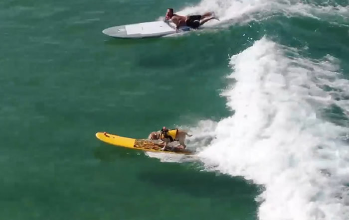 美国加利福尼亚州的拉布拉多Charlie热爱冲浪 威风八面