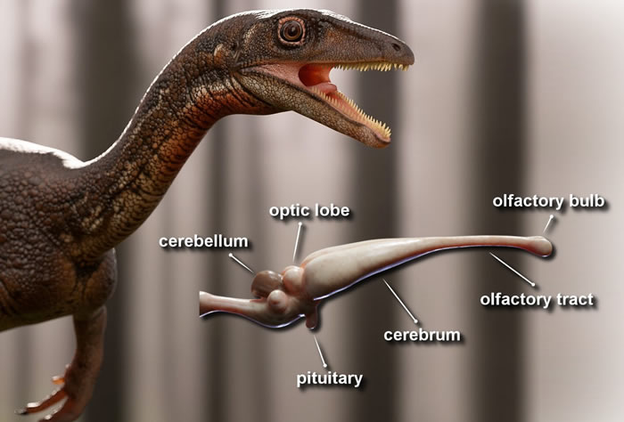 科学家还原2.33亿年前布氏盗龙Buriolestes schultzi大脑 仅有豌豆大小