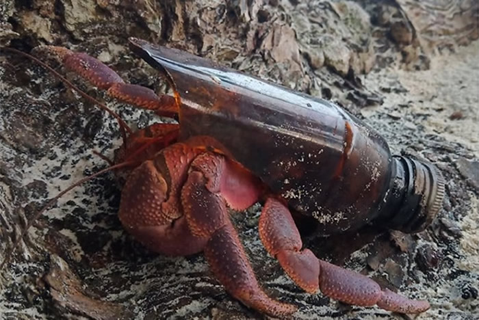 ̩ҹ԰ֹΪľзع԰ƻ ھ