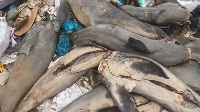 智利安托弗加斯塔海滩发现多达17只尖吻鲭鲨尸体 多数头尾都被切断