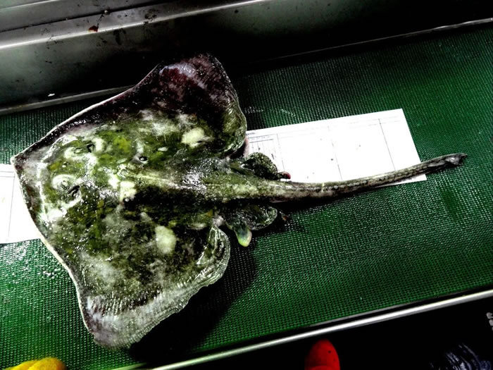 《Zootaxa》杂志:千岛群岛发现鳐鱼新物种Bathyraja sexoculata