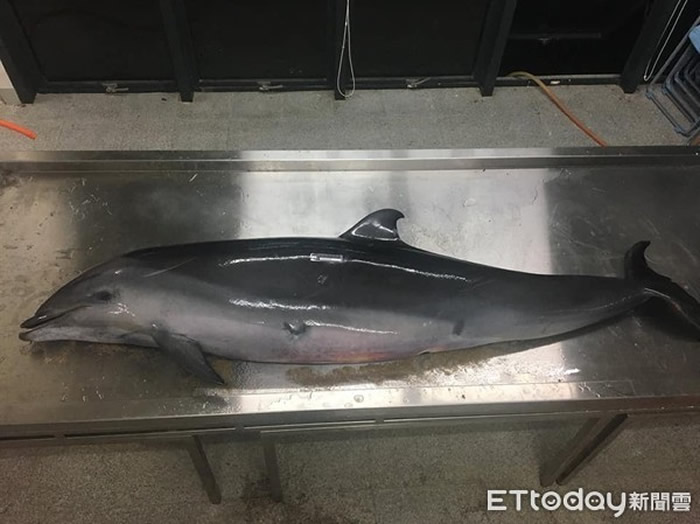 台湾垦丁南湾沙滩发现弗氏海豚死亡 鲸脂有多量寄生虫囊