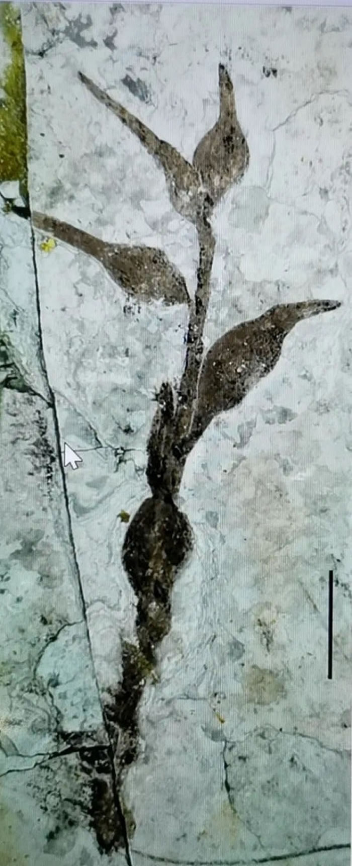 中国早白垩世被子植物的新果序:柳条沟始果为被子植物起源提供新证据