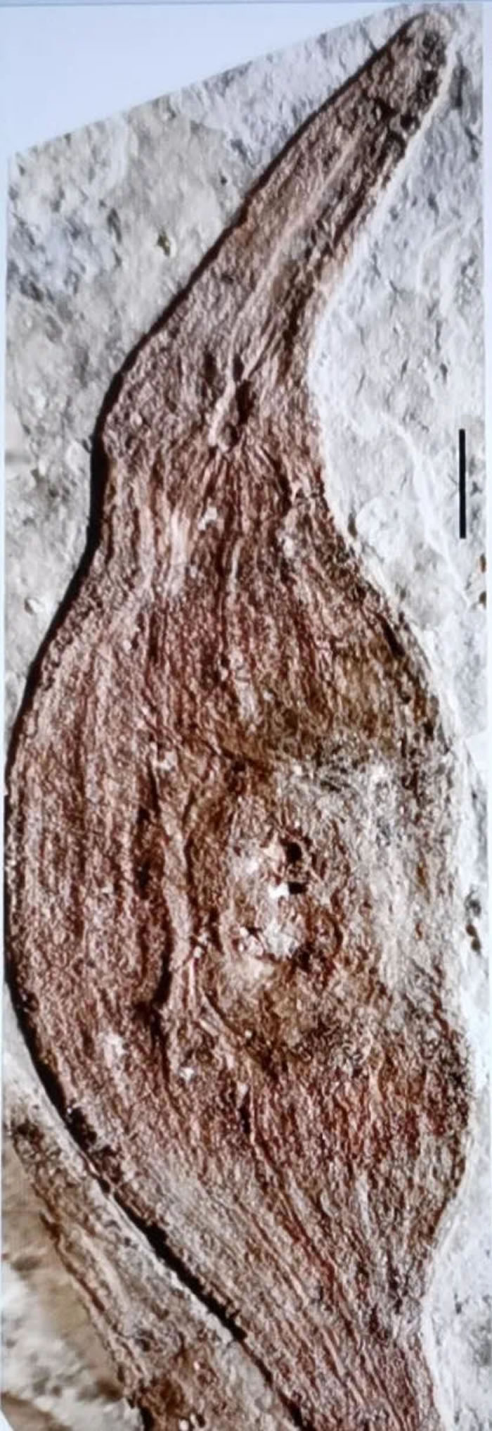 中国早白垩世被子植物的新果序:柳条沟始果为被子植物起源提供新证据