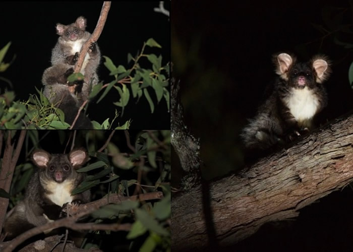 ����ΪPetauroides minor������ΪPetauroides armillatus����ͼΪ�������