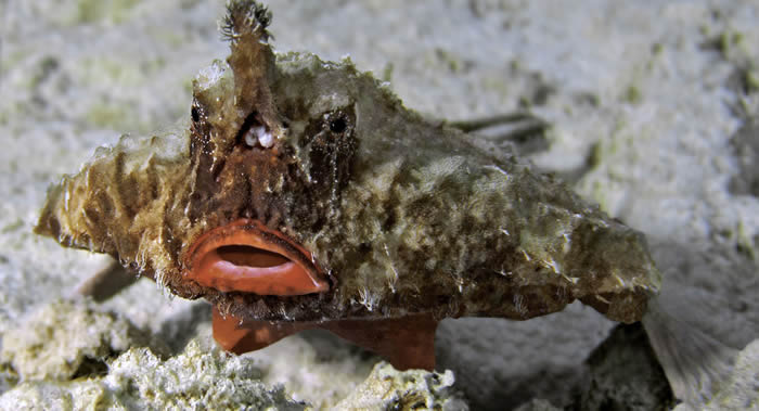 ǱˮԱ�ڼ��ձ�Ⱥ���ĵ�������Ӿ���� French Key CutƵ����������ϡ�еĶ���������