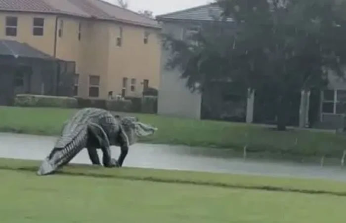 侏罗纪公园?美国佛罗里达州高尔夫球场酷似恐龙的巨大鳄鱼在漫步