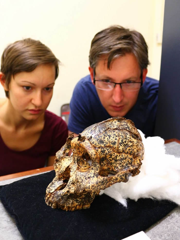 南非洞穴发现200万年前人类近亲罗百氏傍人头骨化石 不同环境进化实例